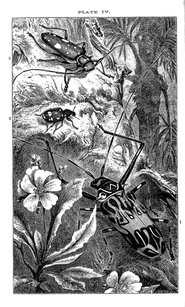 Ilustrace Hmyzu Retro Starý Obraz — Stock fotografie
