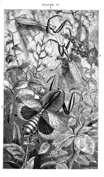 昆虫のイラスト レトロ イメージ — ストック写真