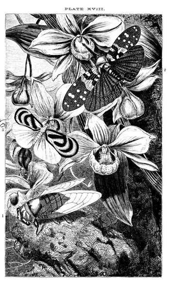 Illustration Insectes Image Rétro Ancienne — Photo