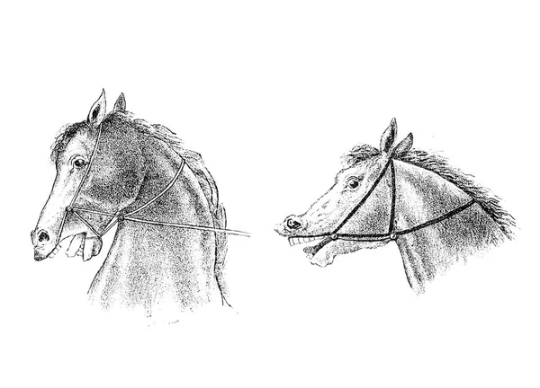 Horse Illustration Retro Old Image — Stock Photo, Image
