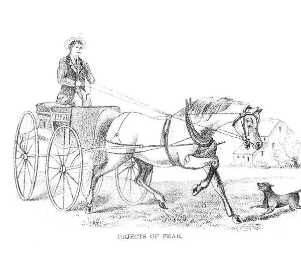 Horse illustration. Retro and old image