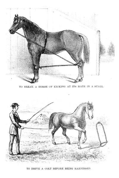 Εικονογράφηση Άλογο Ρετρό Και Παλιά Εικόνα — Φωτογραφία Αρχείου