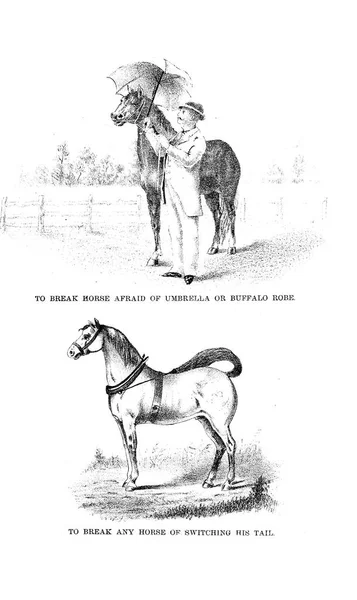 Illustrazione Del Cavallo Retro Vecchia Immagine — Foto Stock