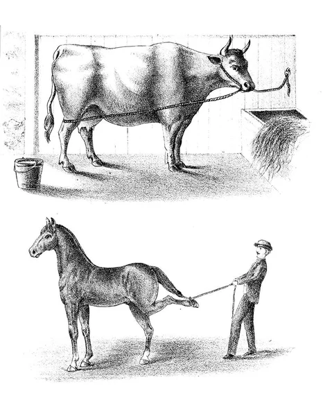 Illustration Cheval Image Rétro Ancienne — Photo