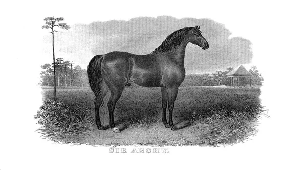 Ilustração Cavalo Imagem Retrô Antiga — Fotografia de Stock
