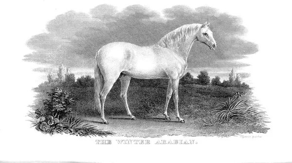 Obrázek Koně Retro Starý Obraz — Stock fotografie