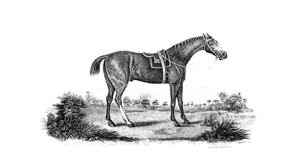 Охота ретро и старый образ
.