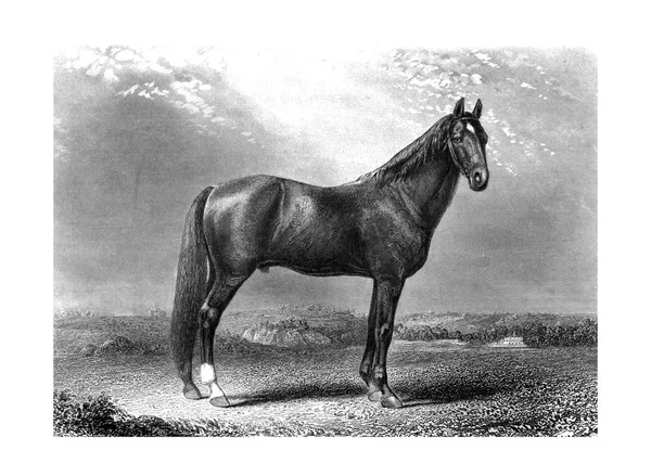 Paard Retro Oude Beeld — Stockfoto