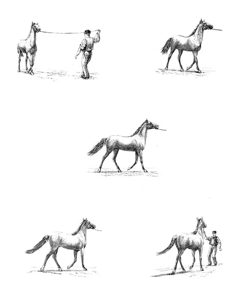Cavallo Retrò Vecchia Immagine — Foto Stock