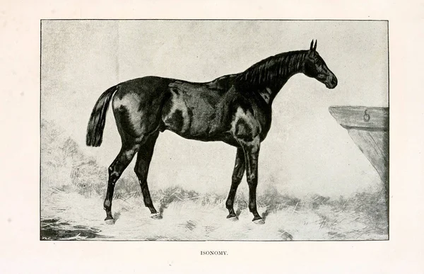 Ρετρό Και Παλιά Εικόνα Άλογο — Φωτογραφία Αρχείου