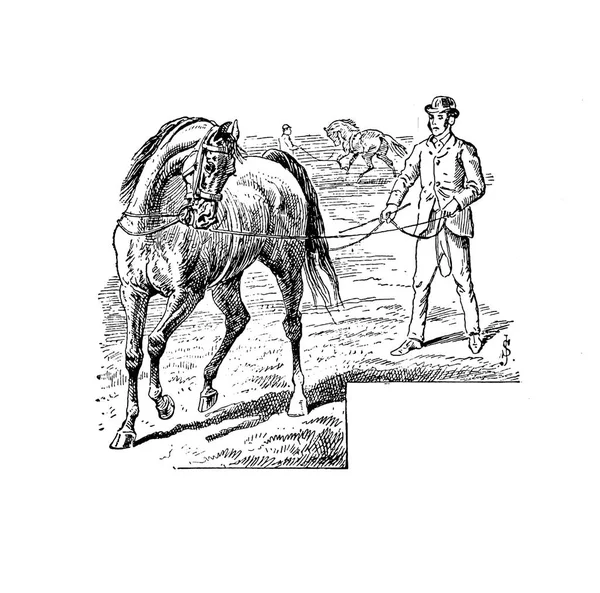 Лошадиное Ретро Старый Образ — стоковое фото