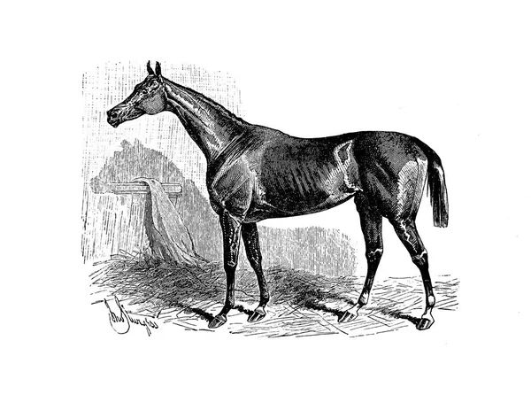 Obrázek Retro Staré Koně — Stock fotografie