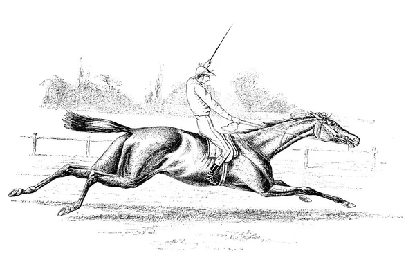 Pferd Retro Und Altes Image — Stockfoto