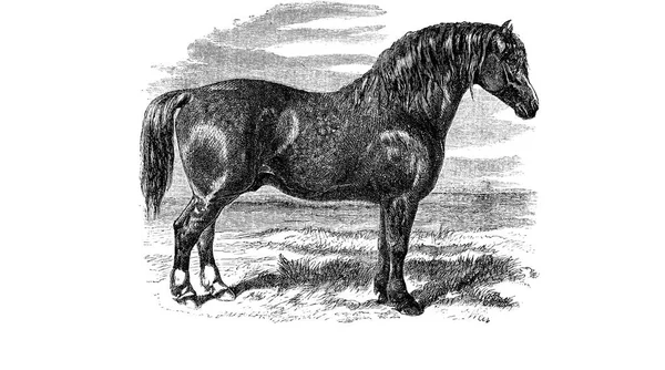 Horse Retro Old Image — Stock Photo, Image