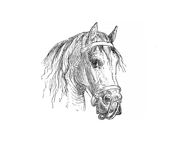 Ρετρό Και Παλιά Εικόνα Άλογο — Φωτογραφία Αρχείου