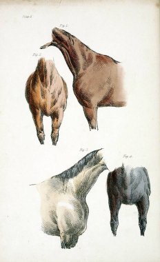 At retro ve eski görüntü.