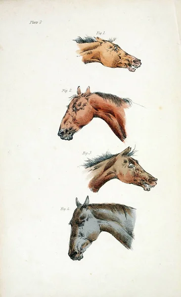 Hevosen Retro Vanha Kuva — kuvapankkivalokuva