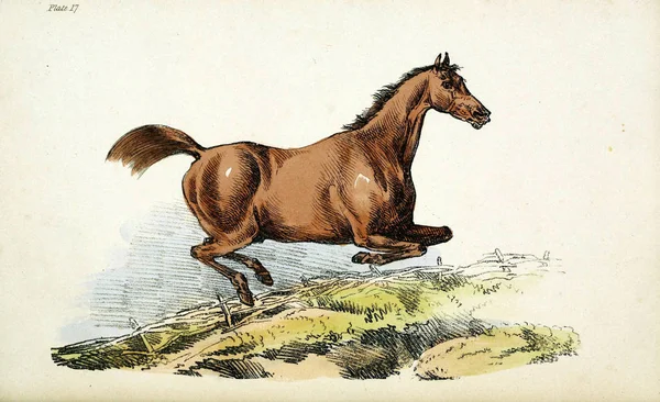 Лошадиное Ретро Старый Образ — стоковое фото