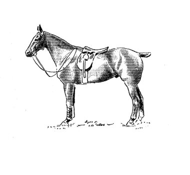 Polo. Retro ve eski görüntü