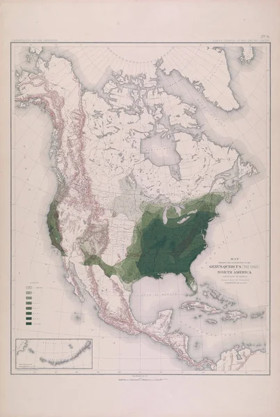 Leśna Mapa Ameryki — Zdjęcie stockowe