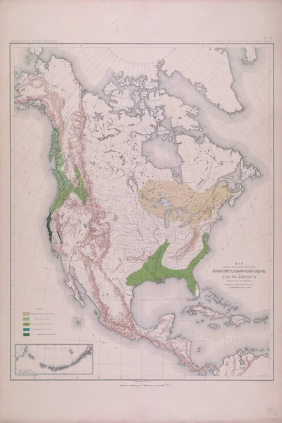 Лісова Мапа Америки — стокове фото