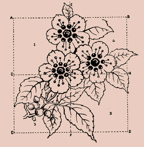 Ozdoba Element Dekoracyjny — Zdjęcie stockowe