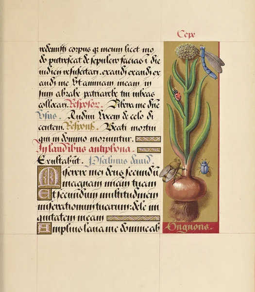 Manuscript Boek Oude Afbeelding — Stockfoto