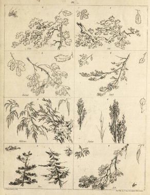 Amerika'nın doğası. Eski görüntü