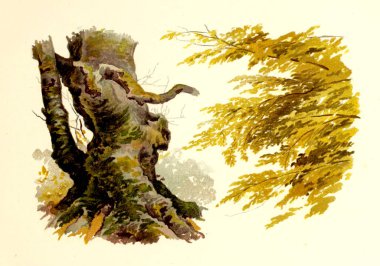 Amerika'nın doğası. Eski görüntü