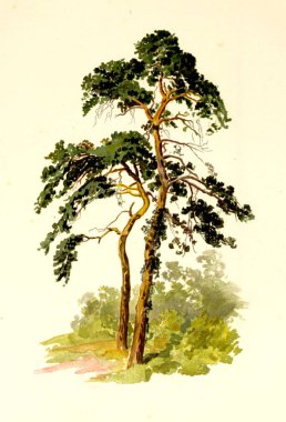 Amerika'nın doğası. Eski görüntü