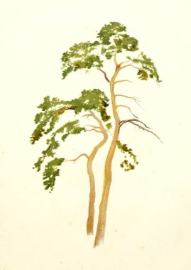 Amerika'nın doğası. Eski görüntü