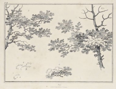 Amerika'nın doğası. Eski görüntü