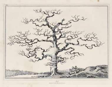 Amerika'nın doğası. Eski görüntü