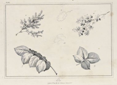 Amerika'nın doğası. Eski görüntü