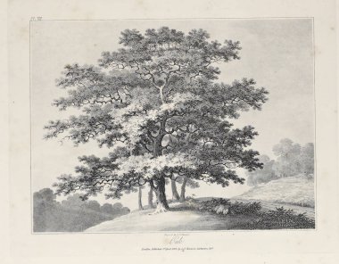 Amerika'nın doğası. Eski görüntü