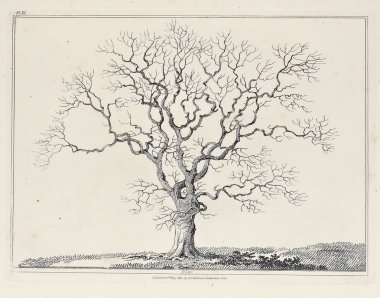 Amerika'nın doğası. Eski görüntü