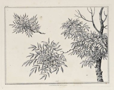 Amerika'nın doğası. Eski görüntü