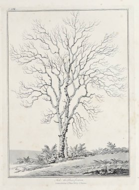 Amerika'nın doğası. Eski görüntü