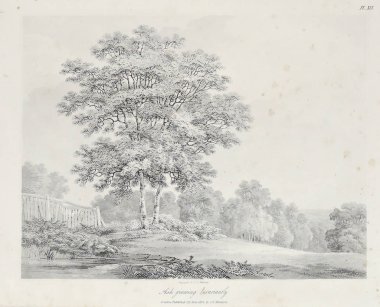 Amerika'nın doğası. Eski görüntü