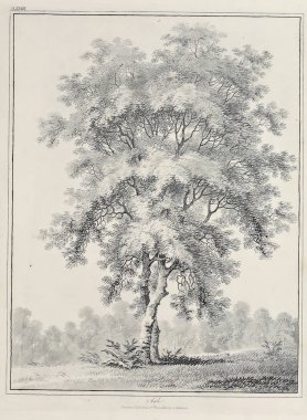 Amerika'nın doğası. Eski görüntü