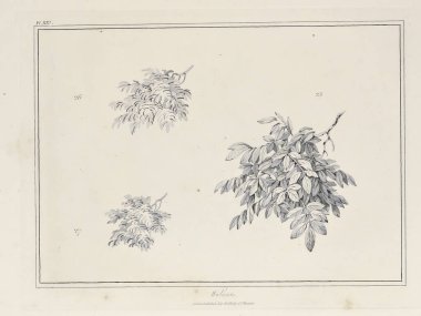 Amerika'nın doğası. Eski görüntü