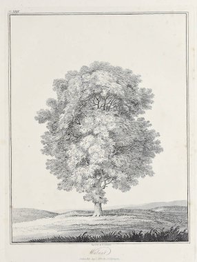 Amerika'nın doğası. Eski görüntü