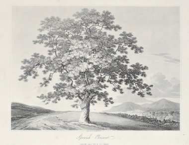 Amerika'nın doğası. Eski görüntü