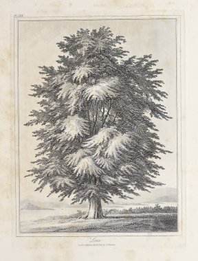 Amerika'nın doğası. Eski görüntü