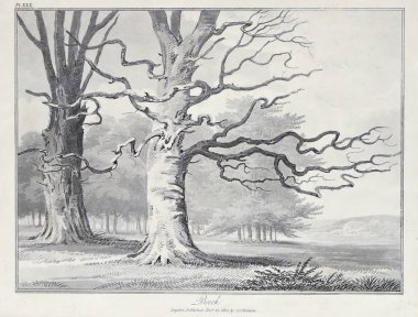 Amerika'nın doğası. Eski görüntü