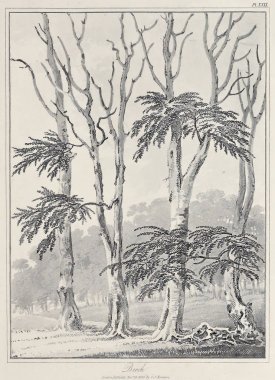 Amerika'nın doğası. Eski görüntü