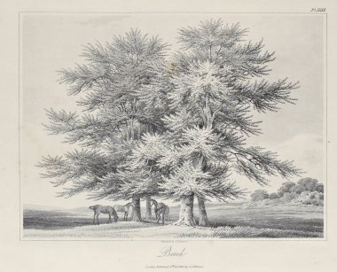 Amerika'nın doğası. Eski görüntü