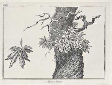 Amerika'nın doğası. Eski görüntü