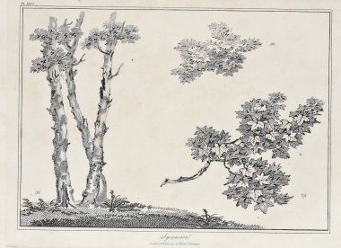 Amerika'nın doğası. Eski görüntü