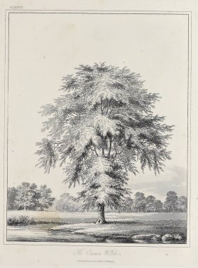 Amerika'nın doğası. Eski görüntü